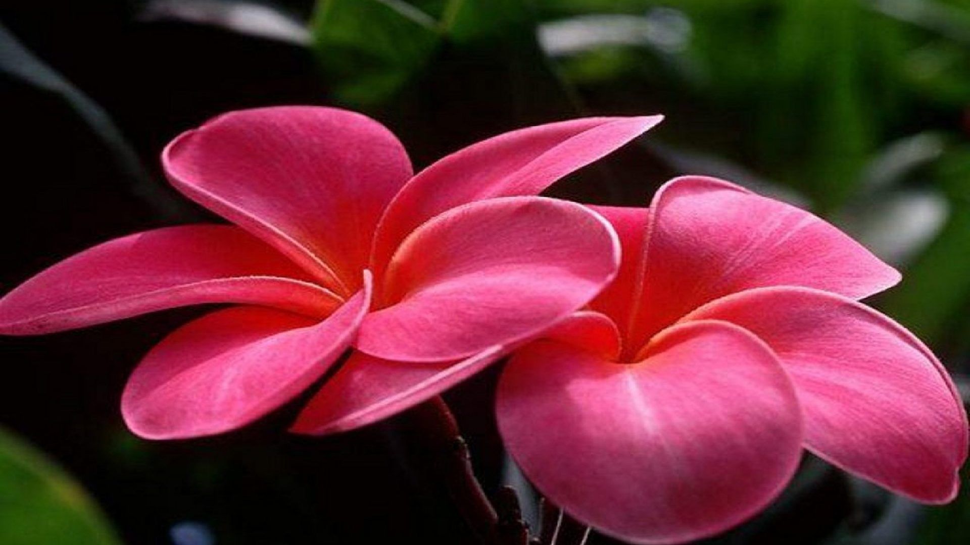 Fiori di plumeria rosa, 1920x1080 Full HD, PC
