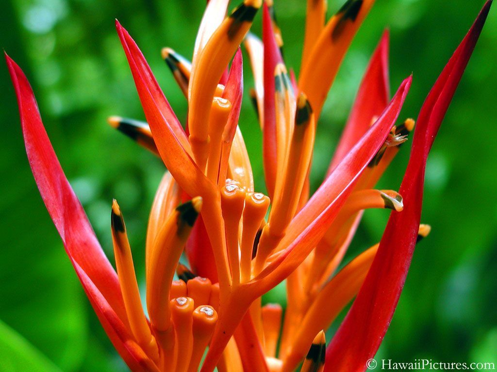 Fiore Heliconia arancione rosso, 1024x768 HD, Desktop