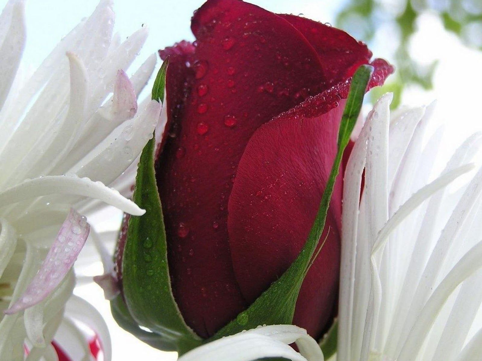 Rosa rossa con fiori bianchi, 1600x1200 900p, MacBook Air
