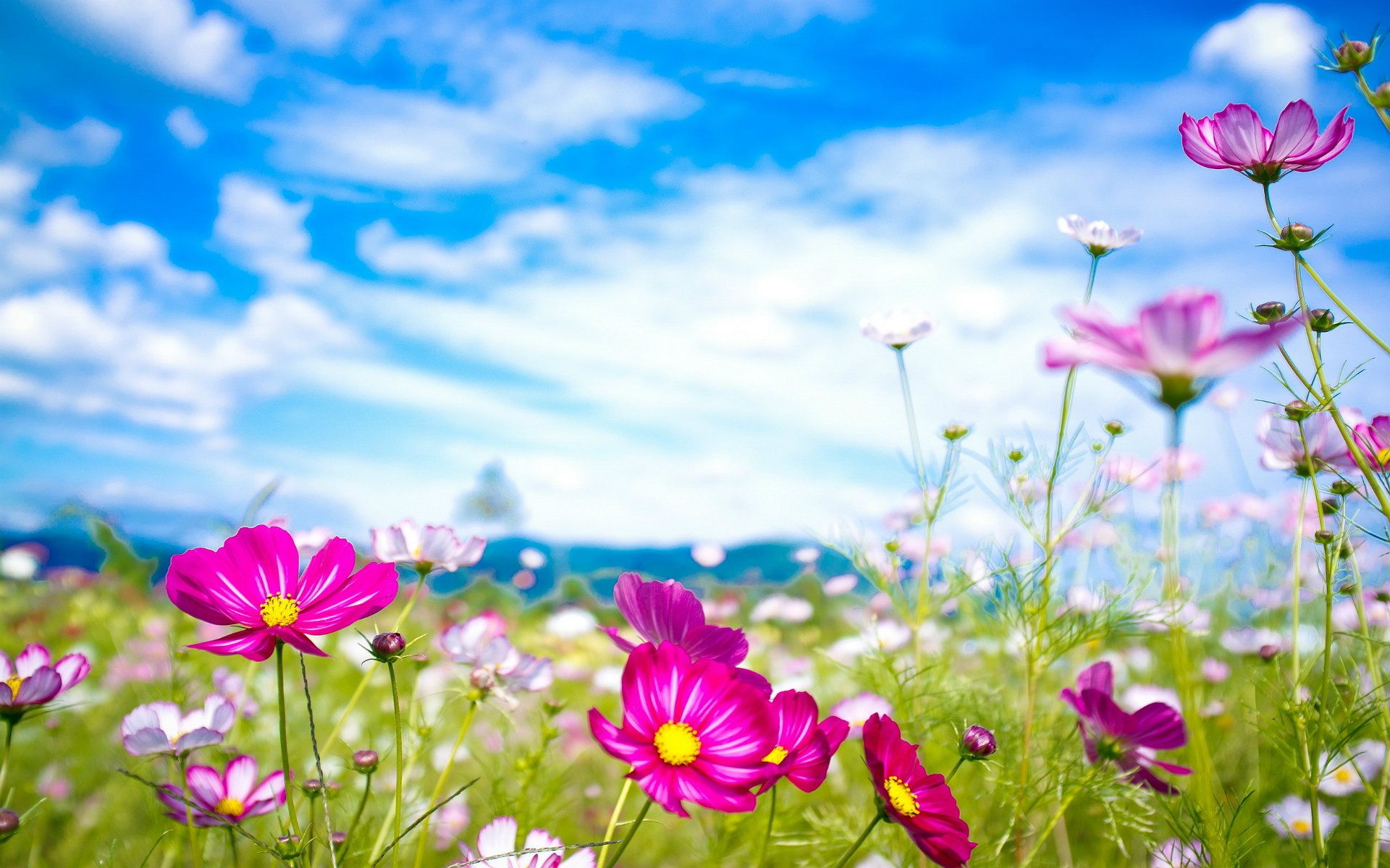 Fiori di cosmea rosa nel prato, 1920x1200 Full HD+ WUXGA, PC