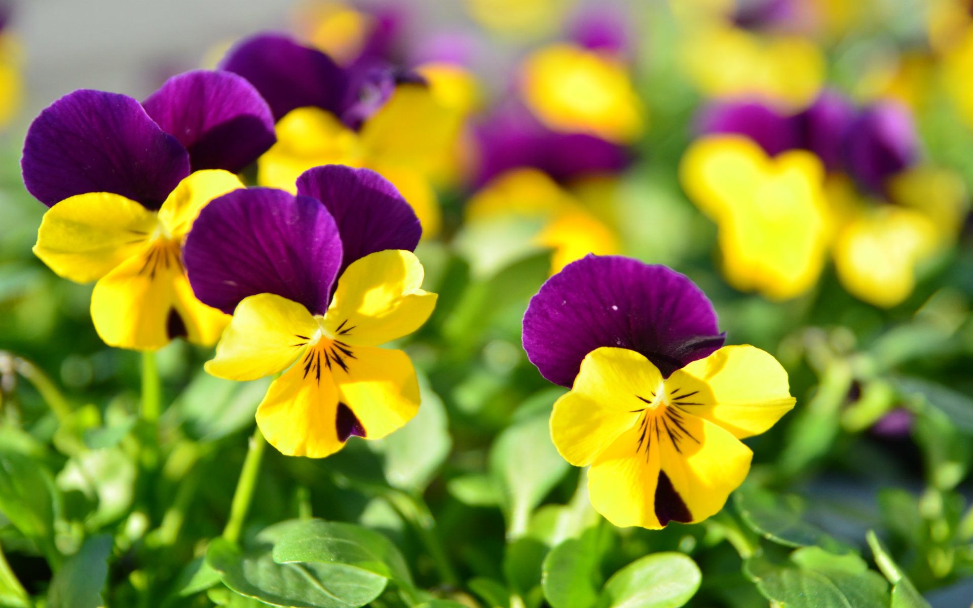 Viole del pensiero viola e gialle, 1920x1200 Full HD+, PC Desktop