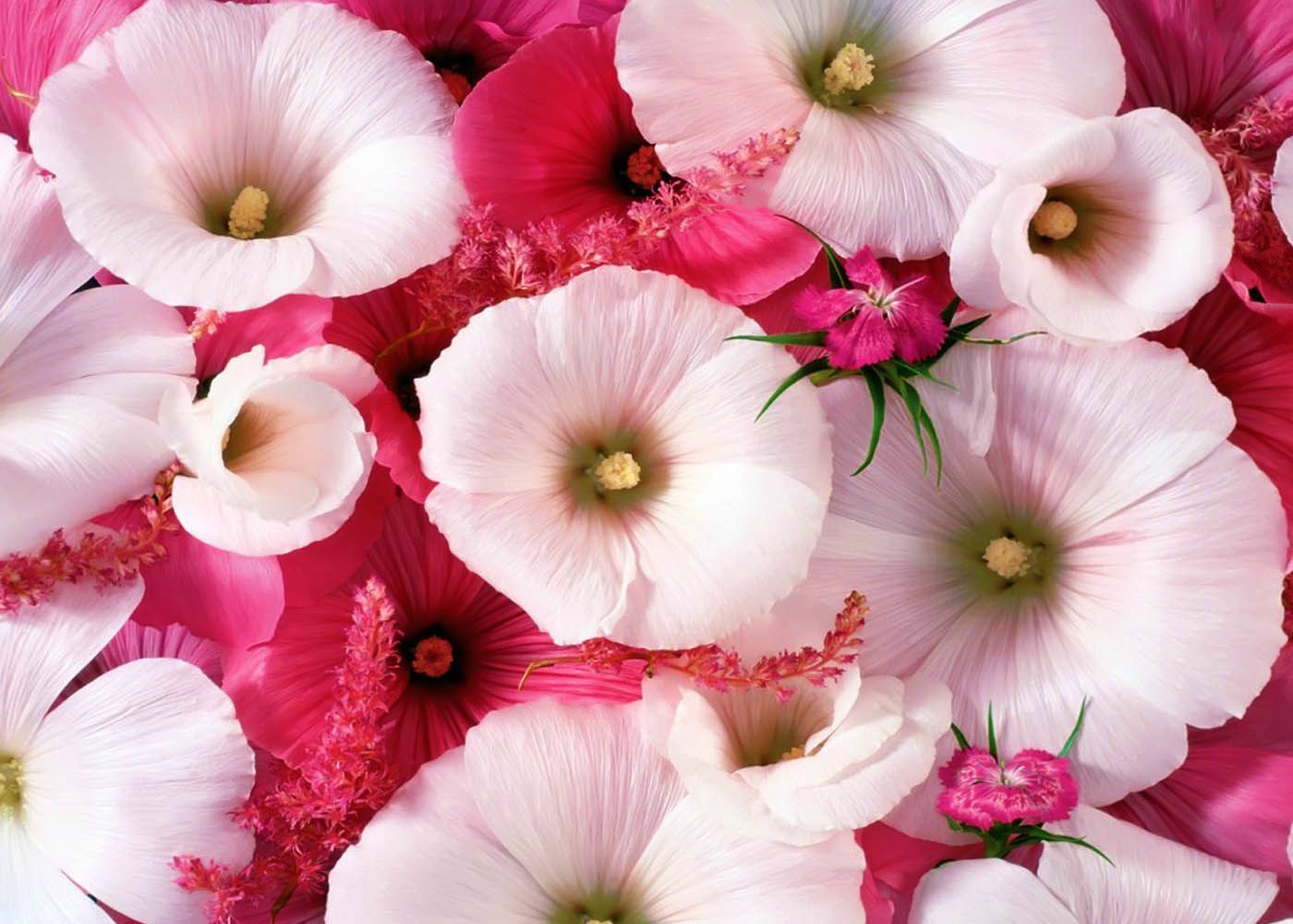 Fiori bianchi e rosa, 1400x1000 720p, Laptop