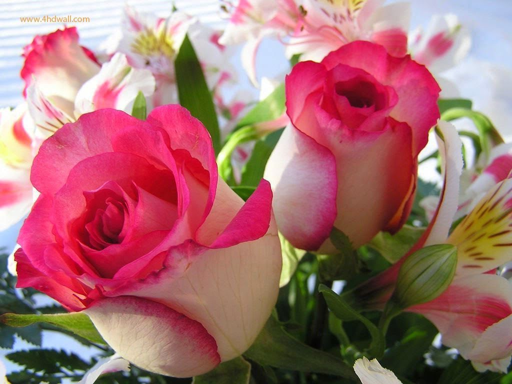 Rose rosa e bianche con fiori, 1024x768 HD, PC