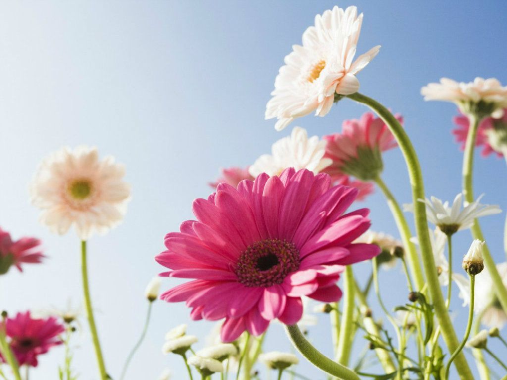 Gerbere rosa e bianche cielo, 1024x768 HD, Desktop