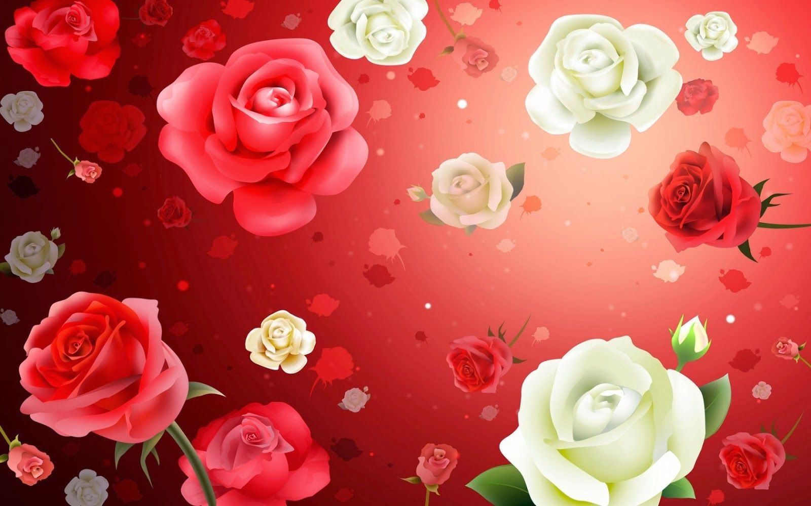 Rose rosse e bianche sfondo rosso, 1600x1000 900p, PC