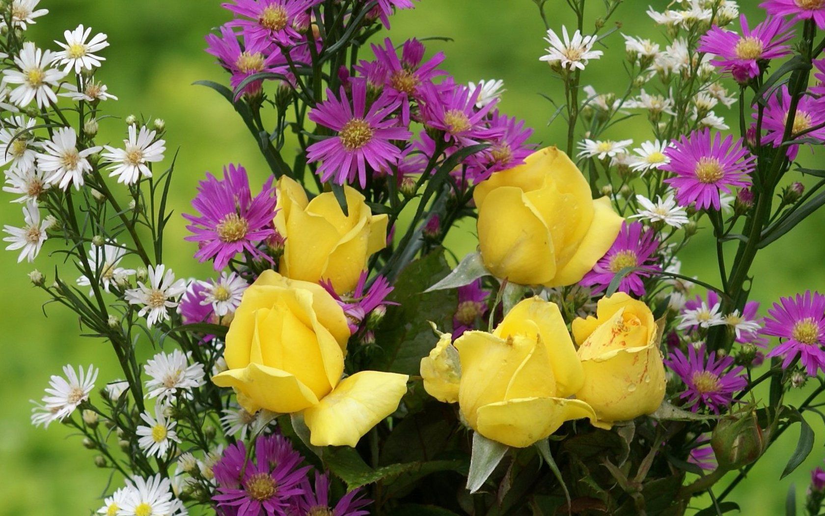 Rose gialle con margherite viola, 1680x1050 HD Ready, Notebook Gaming