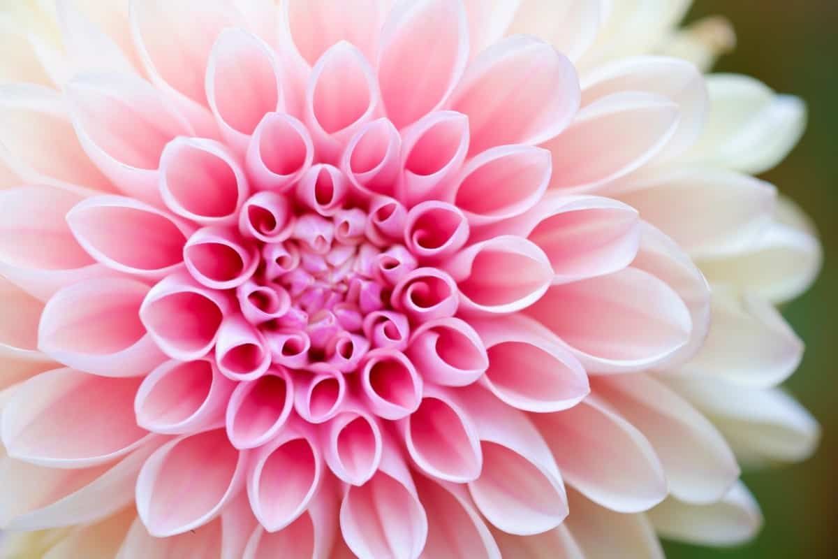 Dalia rosa e bianca macro, 1200x800 HD, Desktop