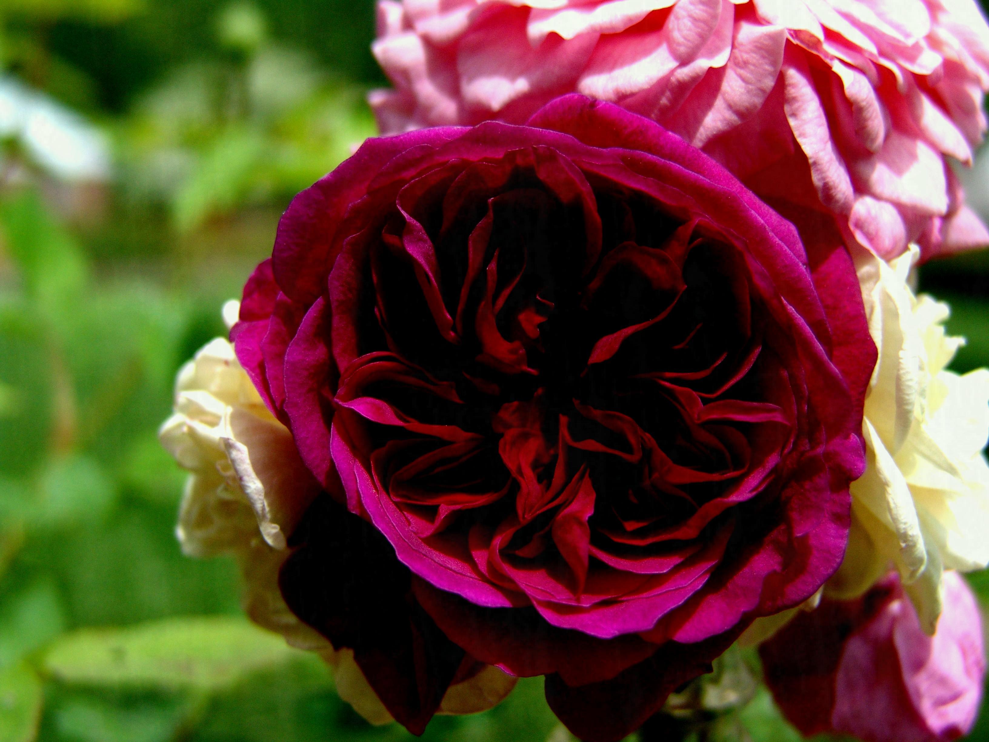 Rosa rossa con petali rosa, 3264x2448 2K, Desktop
