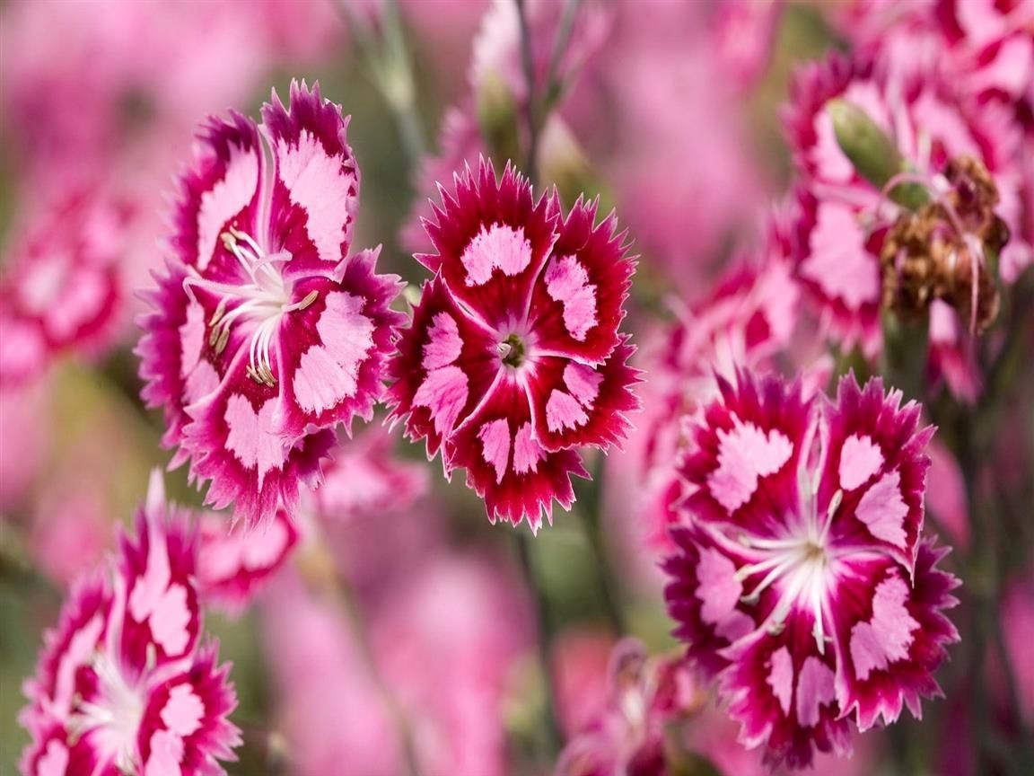 Fiori rosa dianthus in fiore, 1152x864 HD, PC
