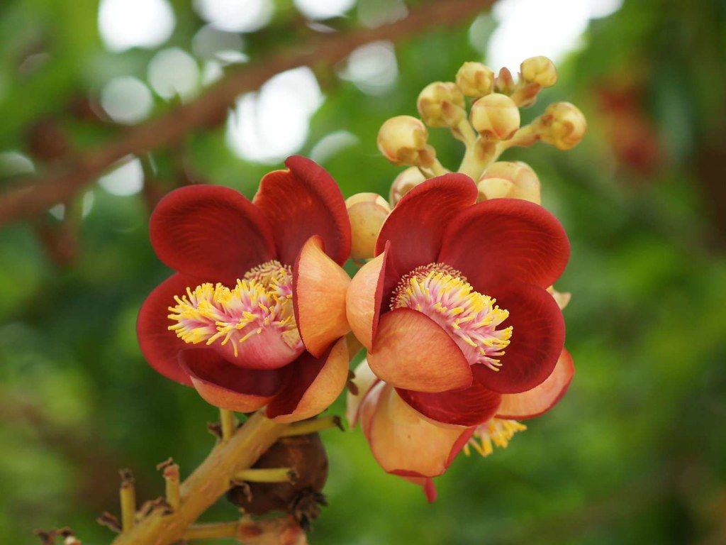 Fiori rossi di Cannonball tree, 1024x768 HD, Desktop