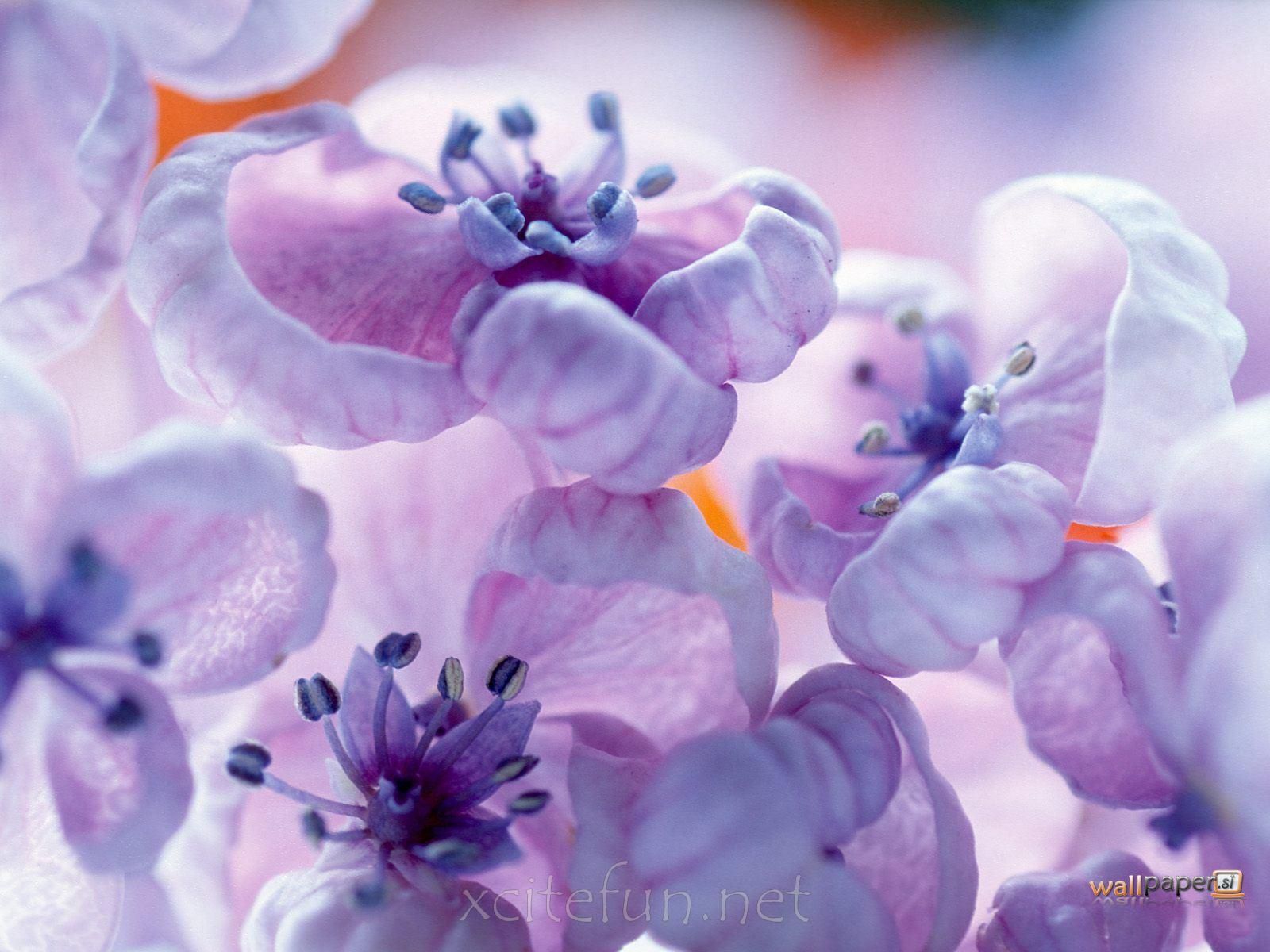 Fiori lilla viola sfocati, 1600x1200 HD, Lenovo Legion