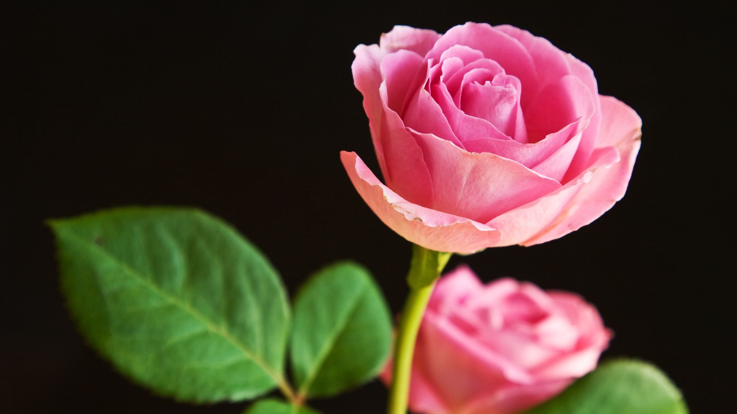 Rosa rosa su fondo nero, 2560x1440 2K, Desktop