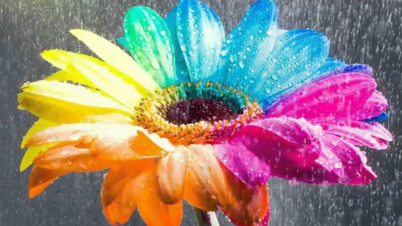 Fiore multicolore con gocce pioggia, 1280x720 720p, PC