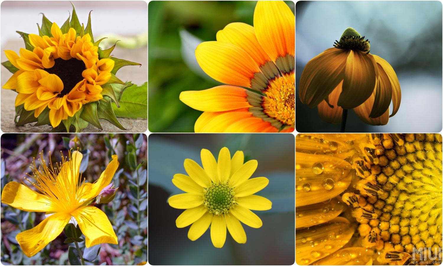 Collage fiori gialli girasoli, 1500x900 HD, Desktop