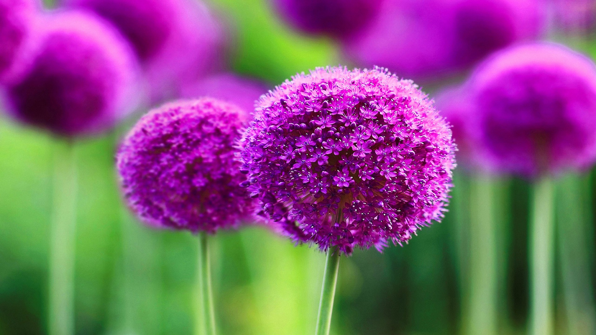 Fiori di allium viola, 1920x1080 Full HD 1080p, PC