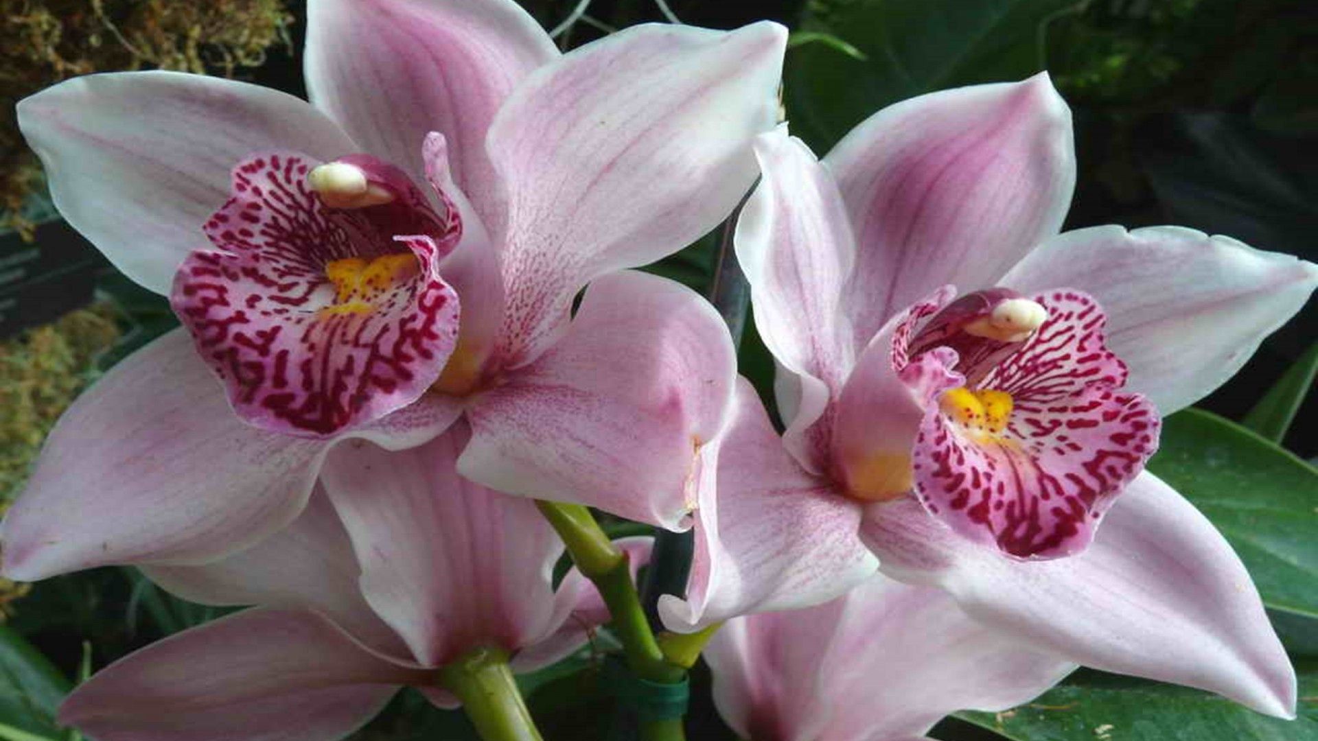 Orchidee rosa fiorite, 1920x1080 Full HD 1080p, PC