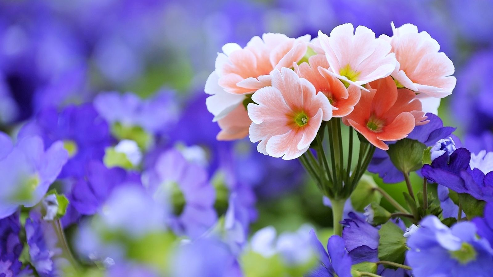 Fiori rosa su sfondo viola, 1600x900 HD, Desktop