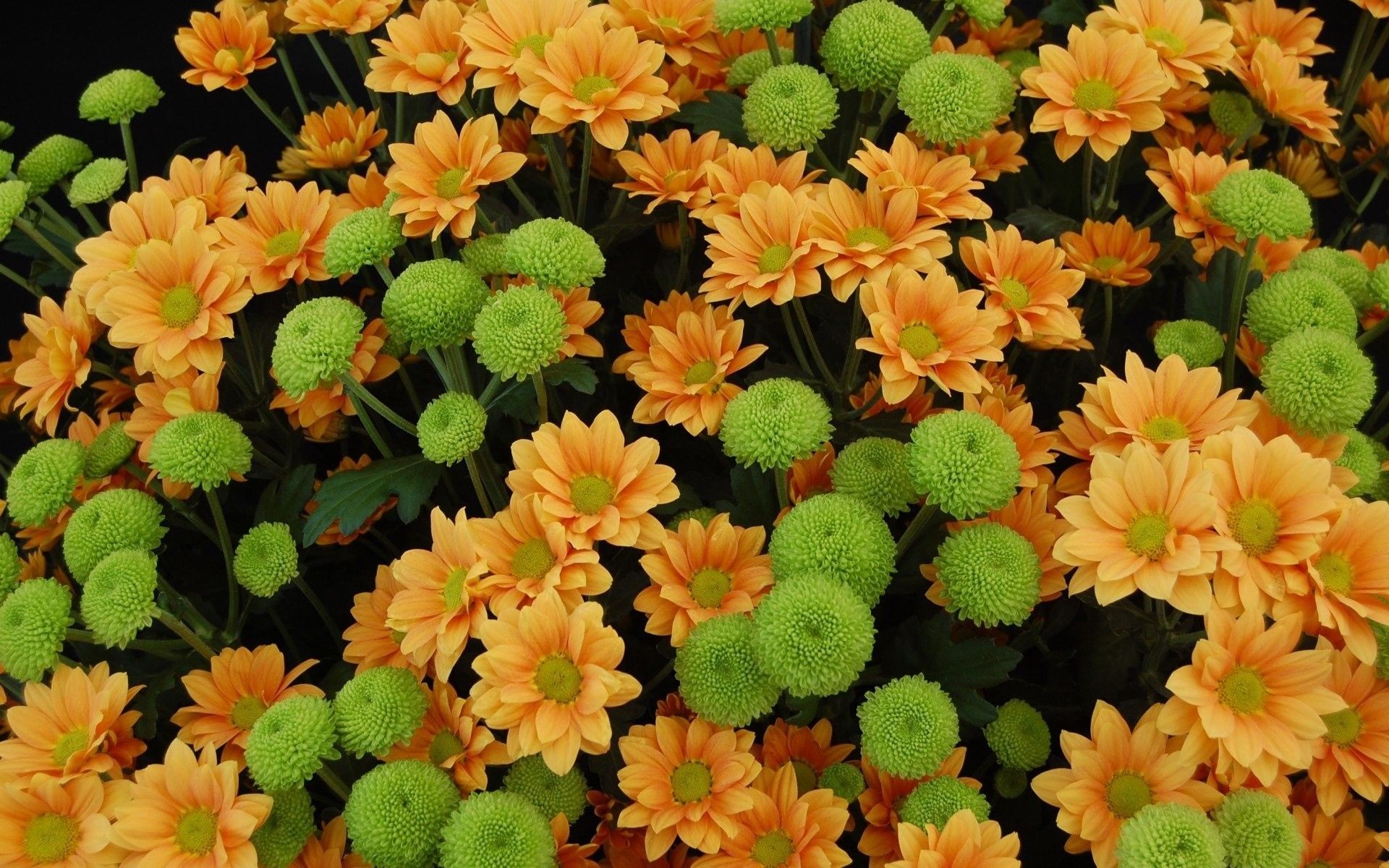 Fiori arancioni e verdi, 1920x1200 WUXGA, iMac
