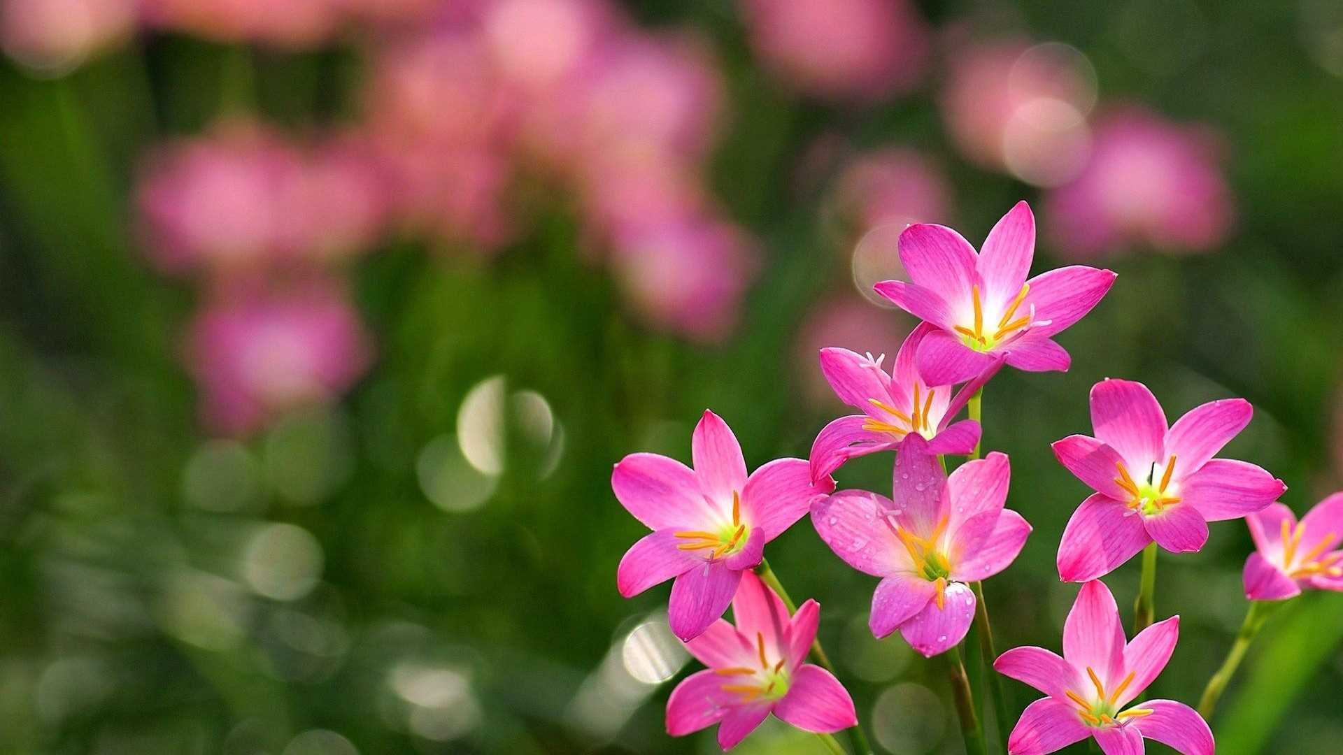Fiori rosa con sfondo verde sfocato, 1920x1080 Full HD 1080p, Desktop