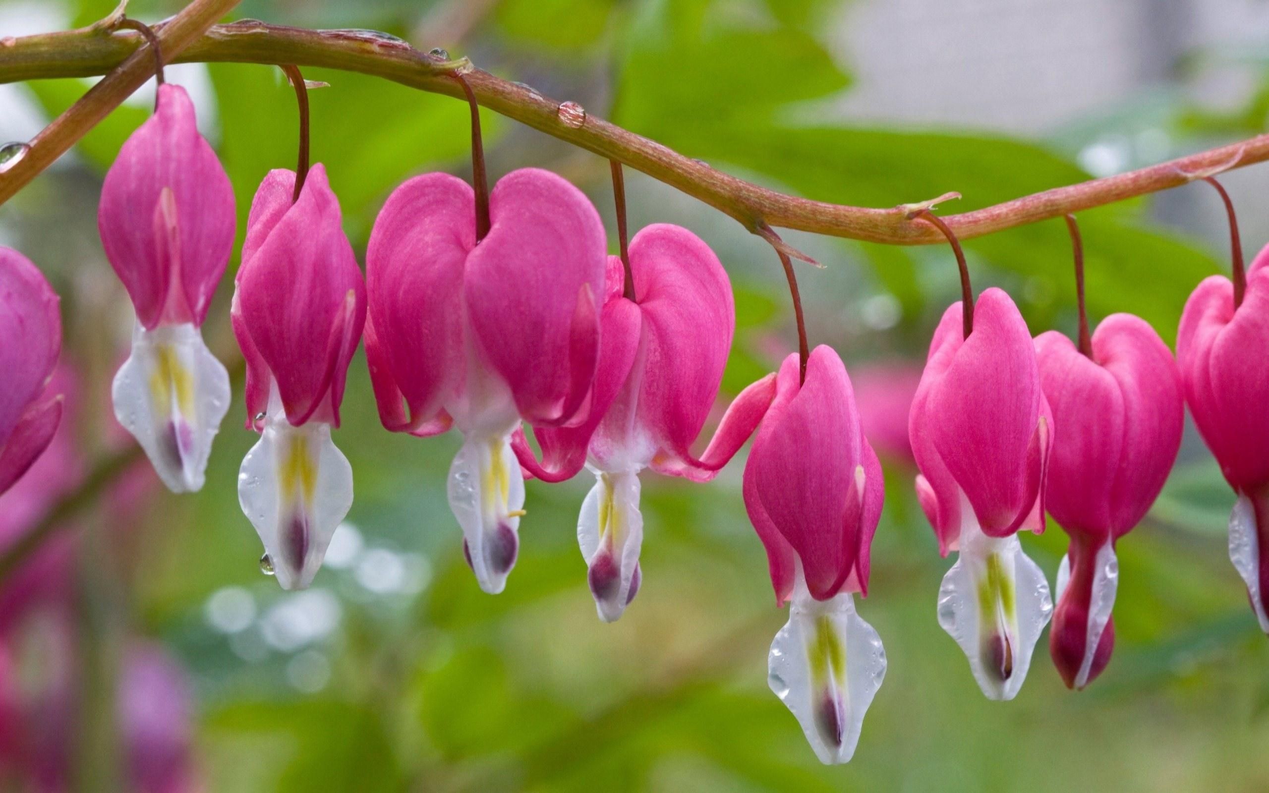 Fiori rosa cuore di Maria, 2560x1600 WQXGA, PC