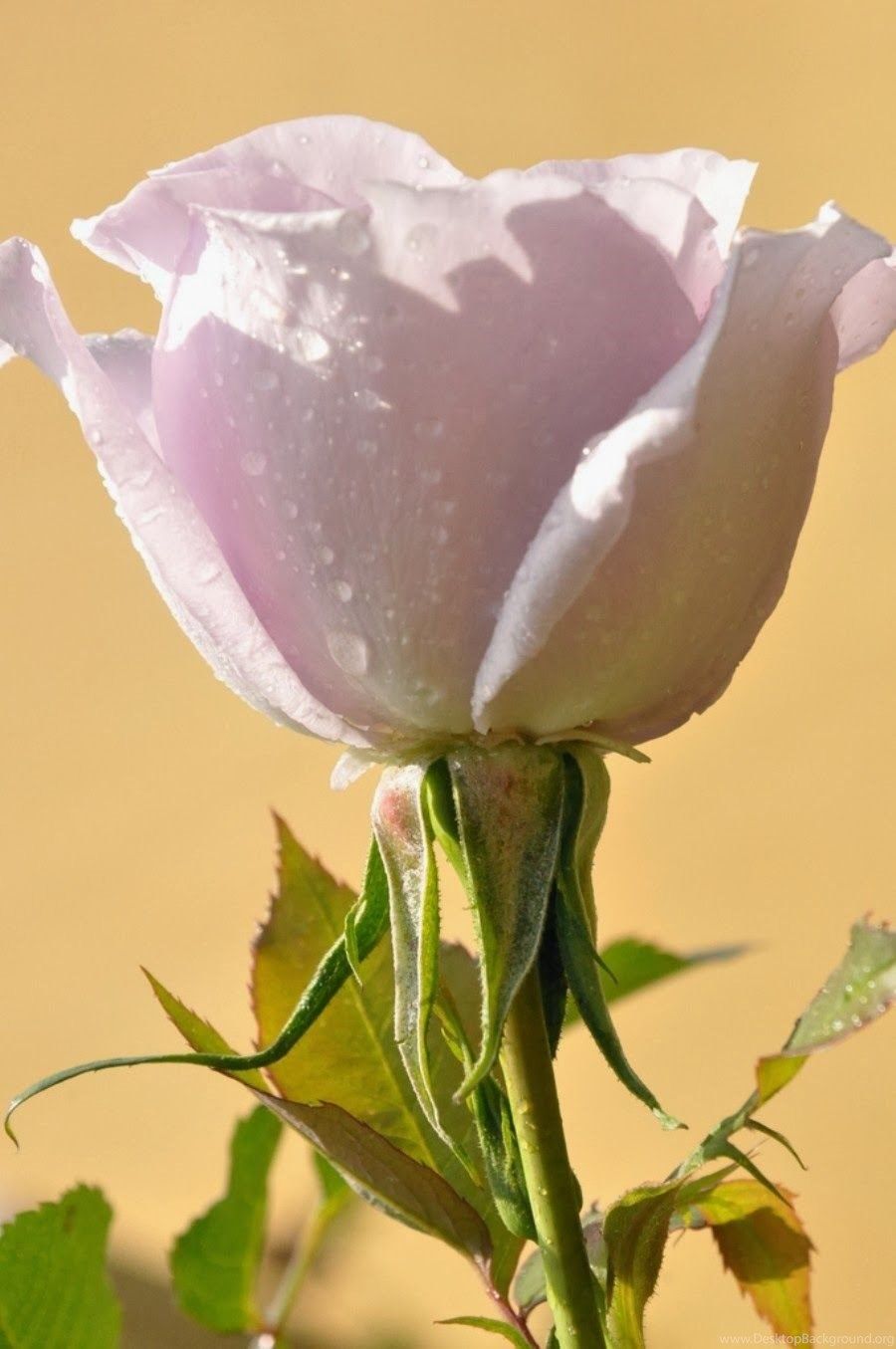 Rosa rosa pallido con gocce, 900x1355 Verticale, POCO