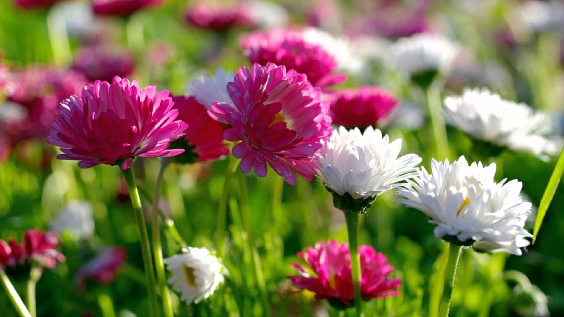 Fiori rosa e bianchi in campo, 1920x1080 1080p, PC