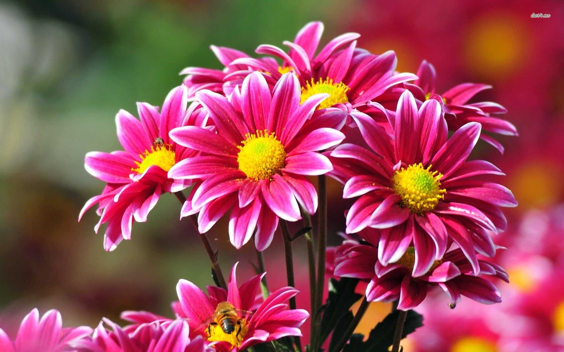 Crisantemi rosa fucsia, 1920x1200 Full HD+ WUXGA, Desktop