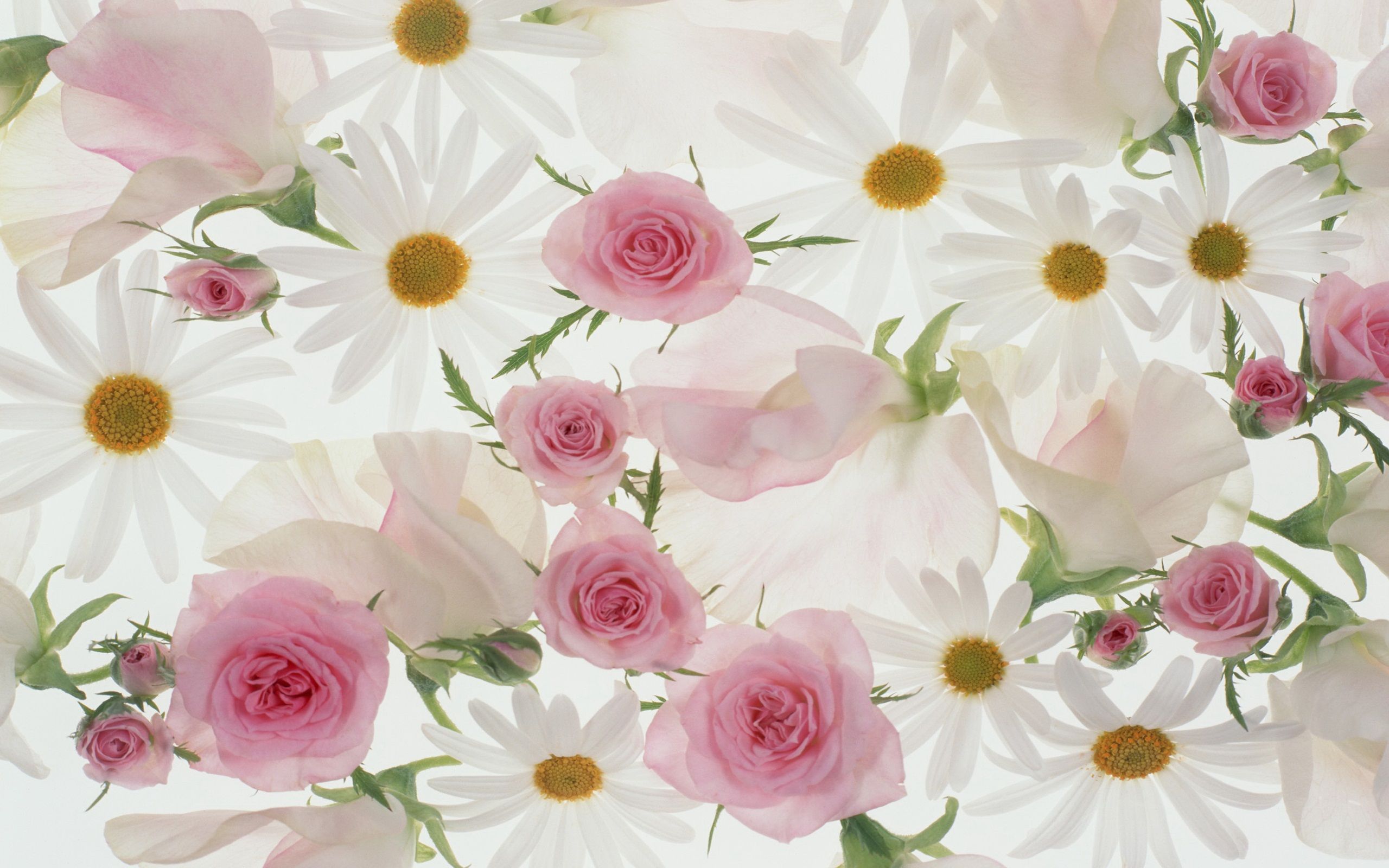 Rose rosa e margherite bianche, 2560x1600 WQXGA, Desktop