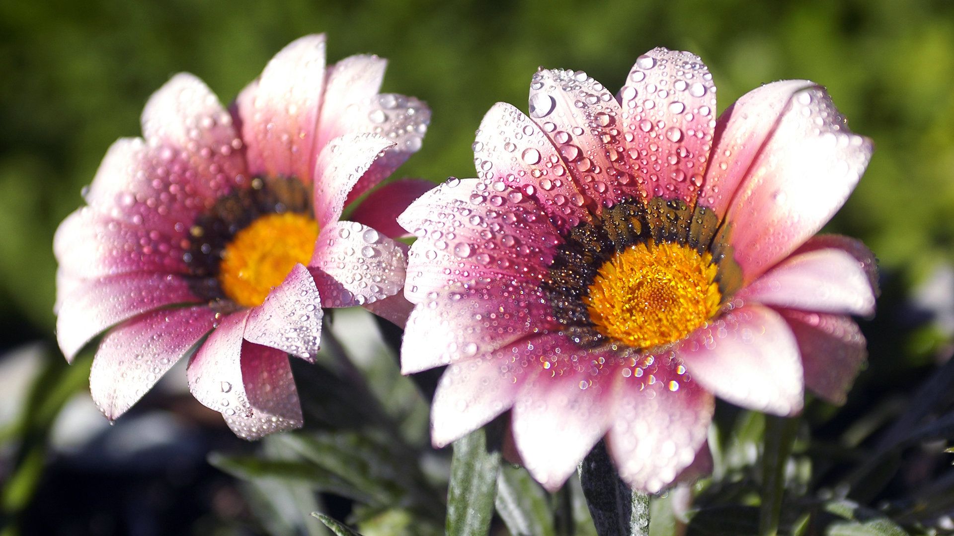 Fiori rosa con gocce rugiada, 1920x1080 Full HD 1080p, PC Desktop