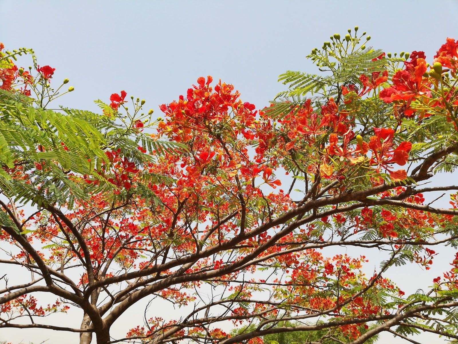 Fiori rossi albero di fiamma, 1600x1200 HD Ready, Desktop
