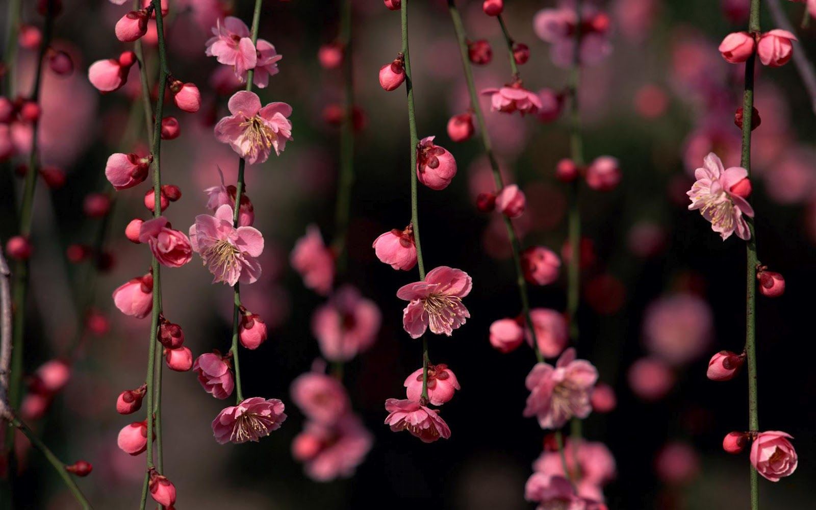Fiori di pesco rosa pendenti, 1600x1000 HD, PC