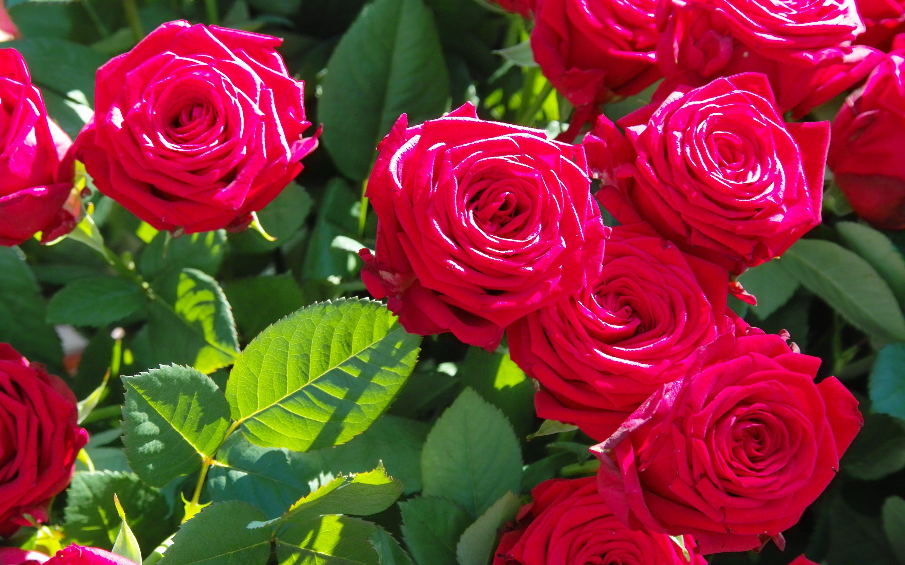 Rose rosse in giardino, 3840x2400 4K, Smart TV 4K