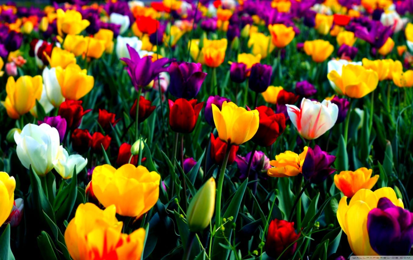 Campo di tulipani colorati, 1353x855 HD, Desktop