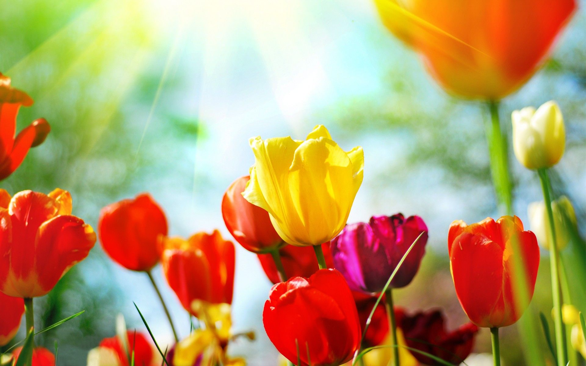 Tulipani colorati primaverili, 1920x1200 Full HD+, PC