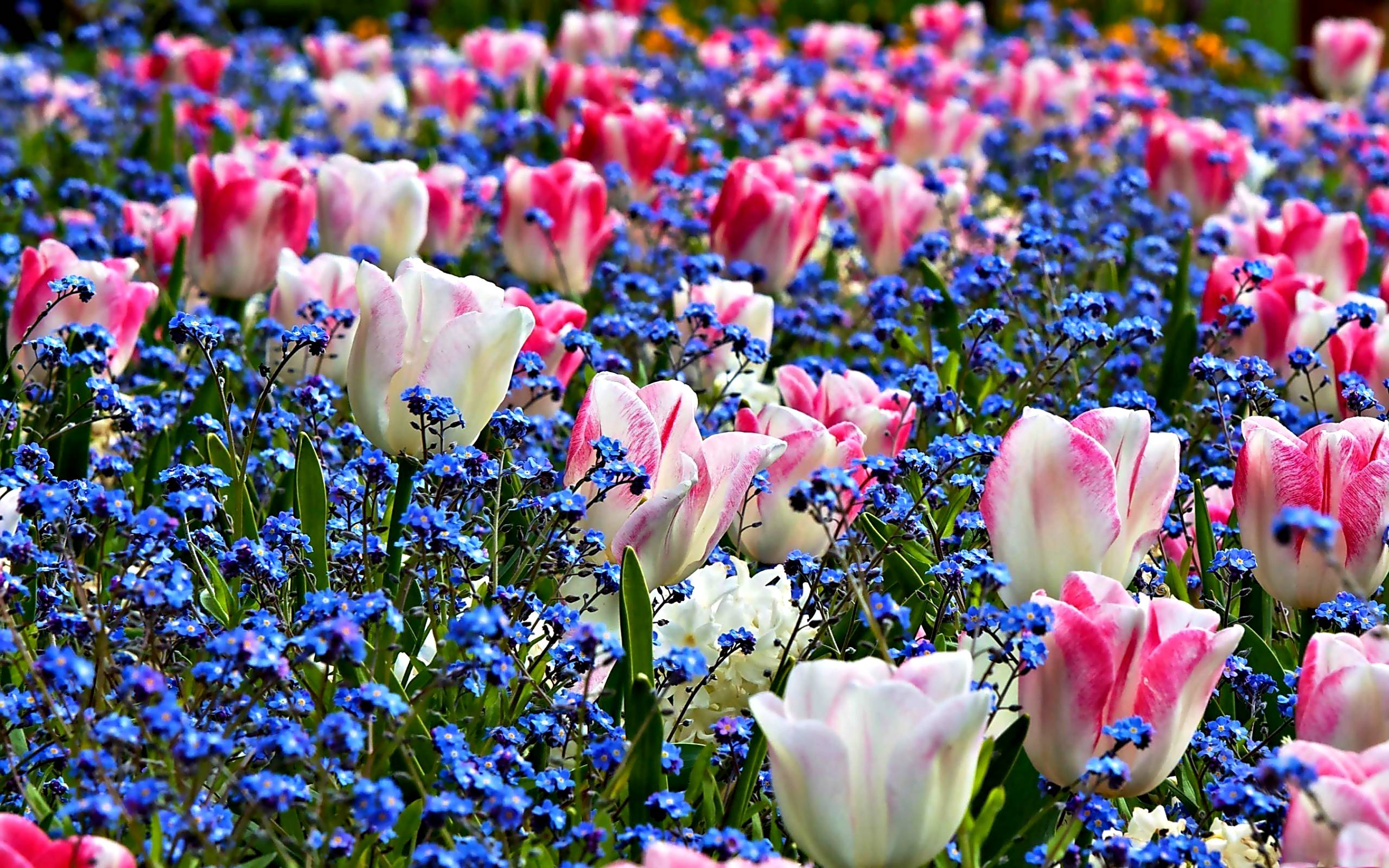 Tulipani rosa e fiori blu, 2560x1600 WQXGA, Desktop