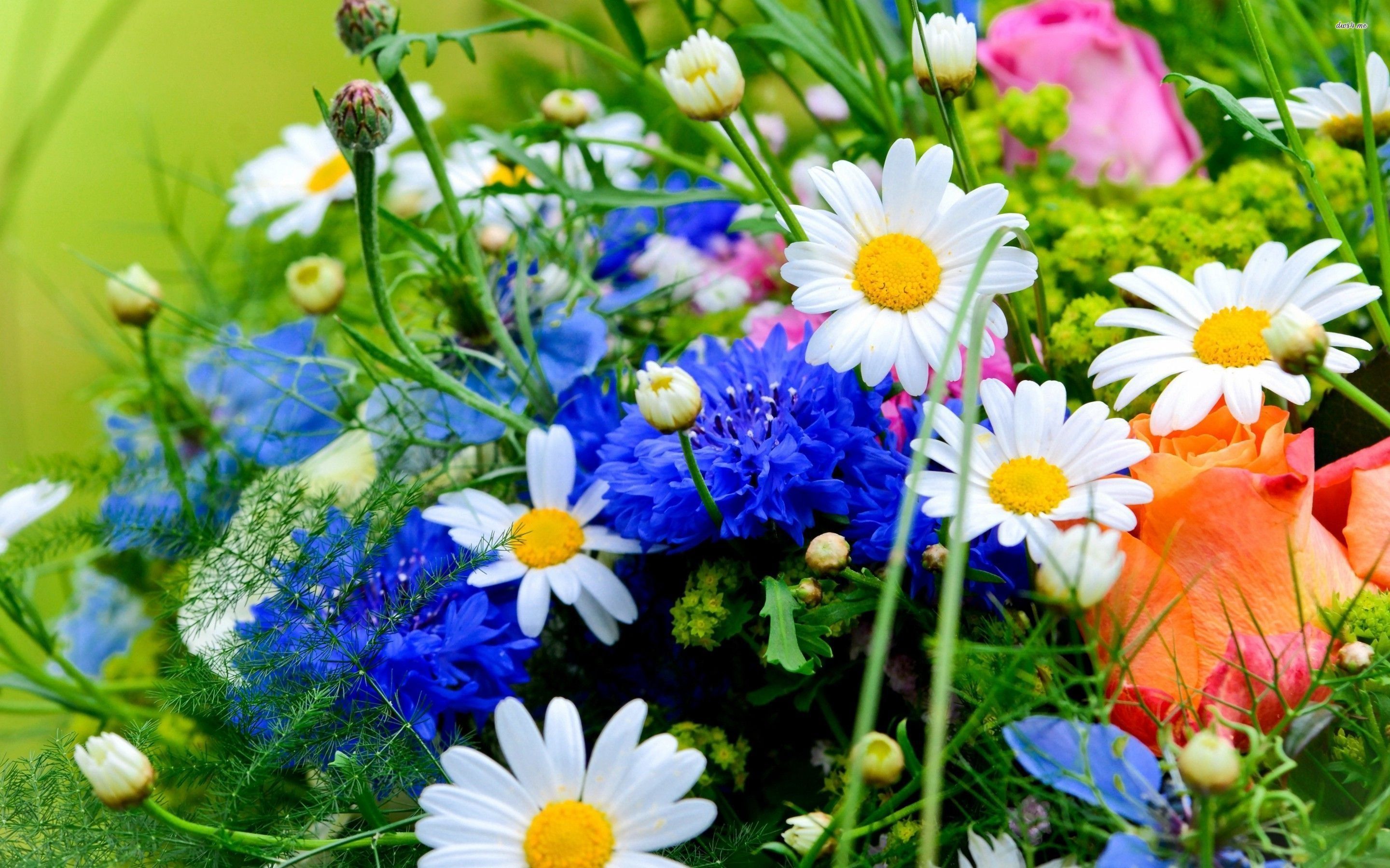 Bouquet margherite e fiordalisi, 2880x1800 2K, Desktop