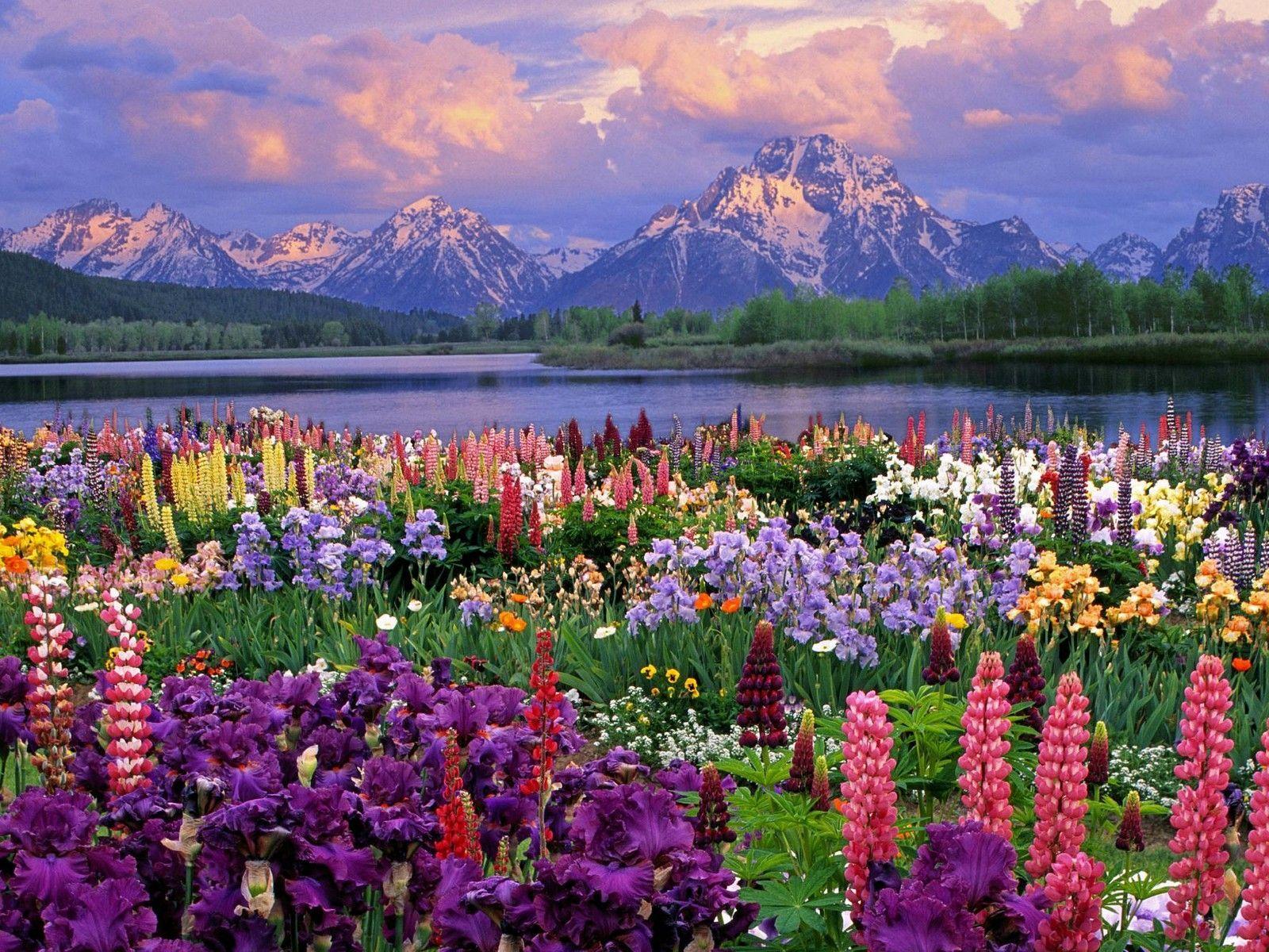 Fiori colorati lago montagne, 1600x1200 900p, MacBook Air