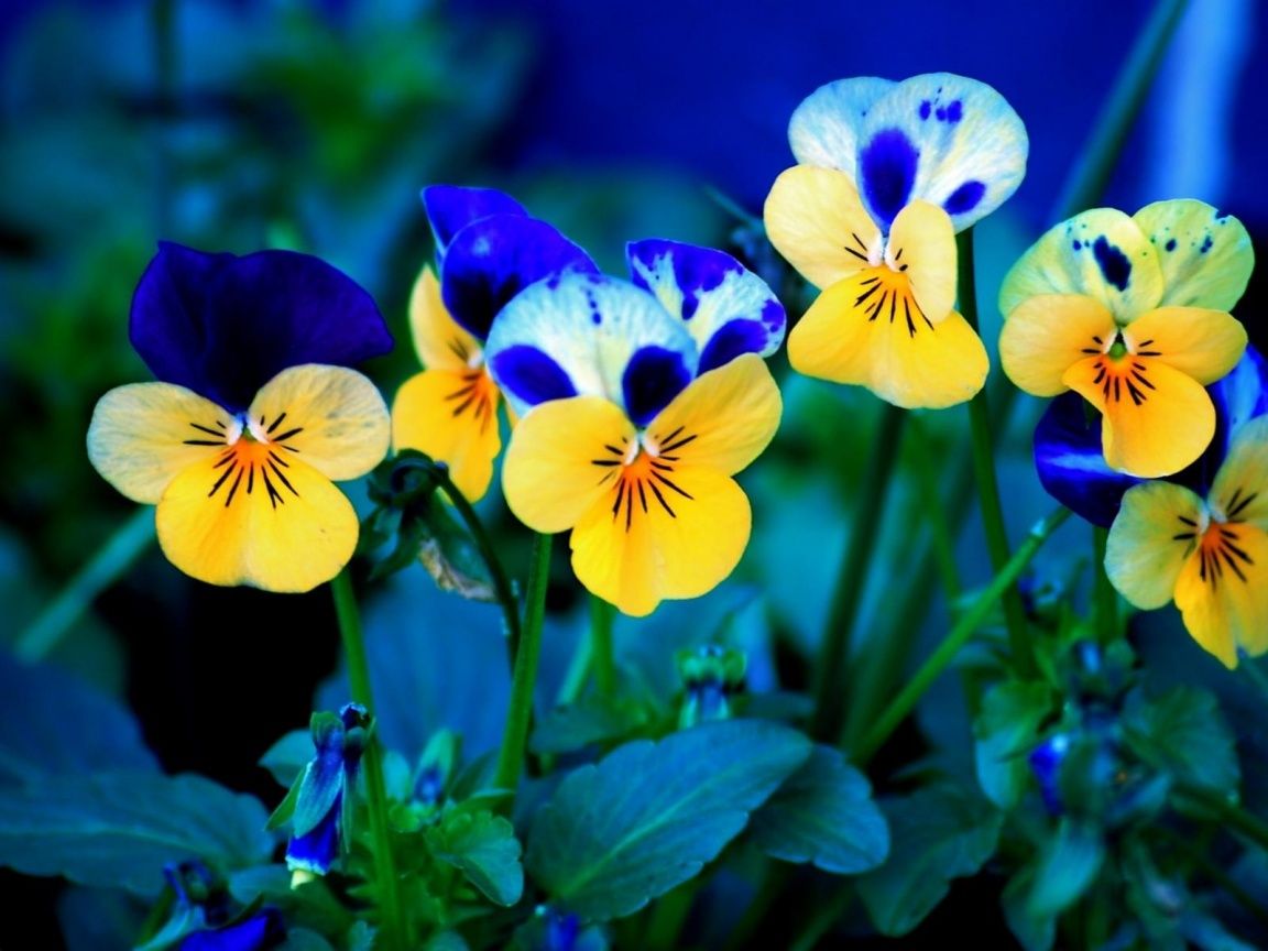 Fiori viola del pensiero gialli, 1152x864 HD, PC Desktop