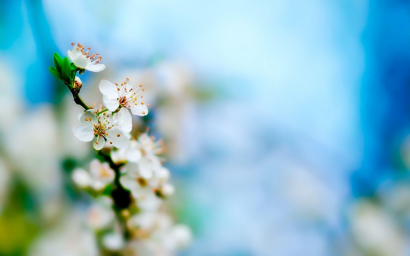 Fiori bianchi di ciliegio, 1600x1000 HD Ready, Laptop