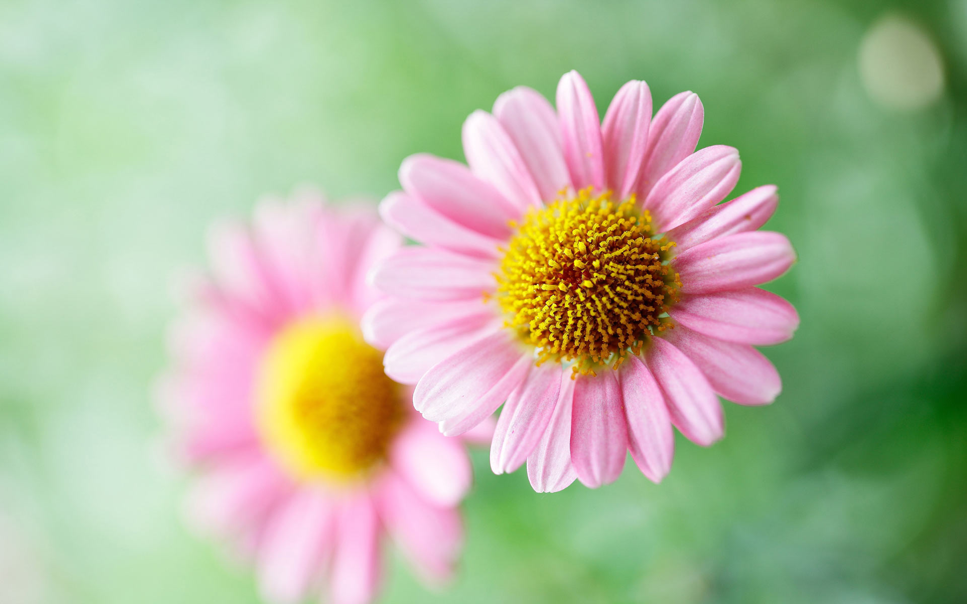 Margherite rosa fiori primaverili, 1920x1200 Full HD+, Desktop