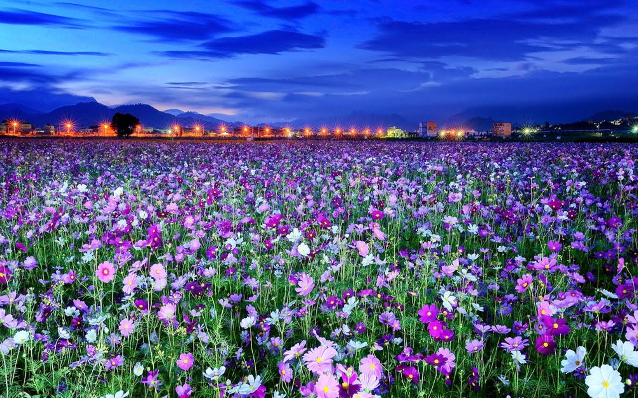 Campo di fiori viola al crepuscolo, 1280x800 720p, PC