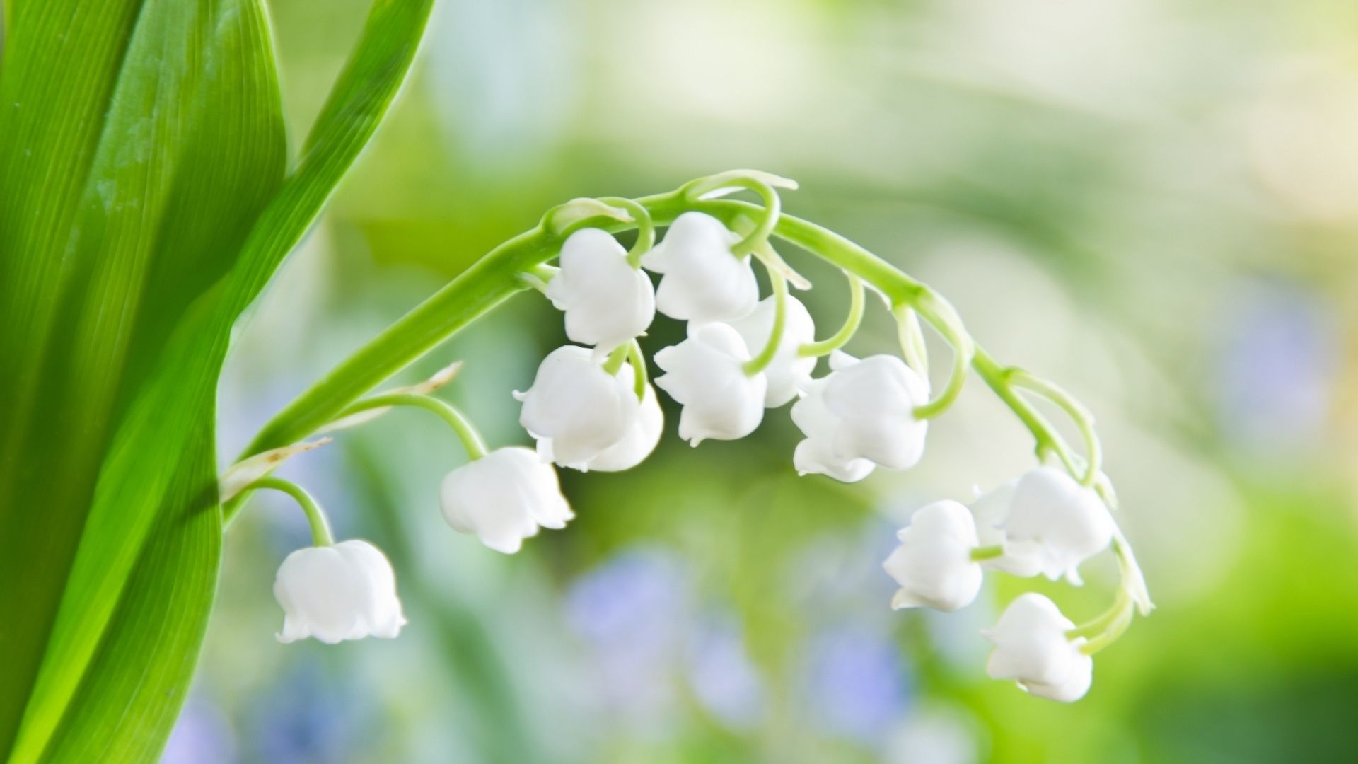 Mughetti bianchi fiori primaverili, 1920x1080 1080p, PC