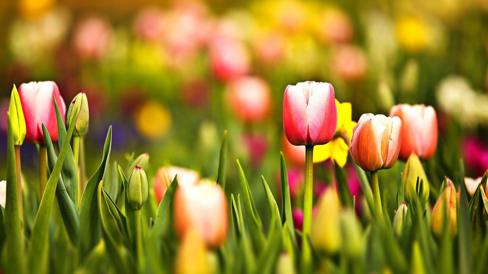 Tulipani colorati campo primaverile, 1920x1080 1080p, Laptop