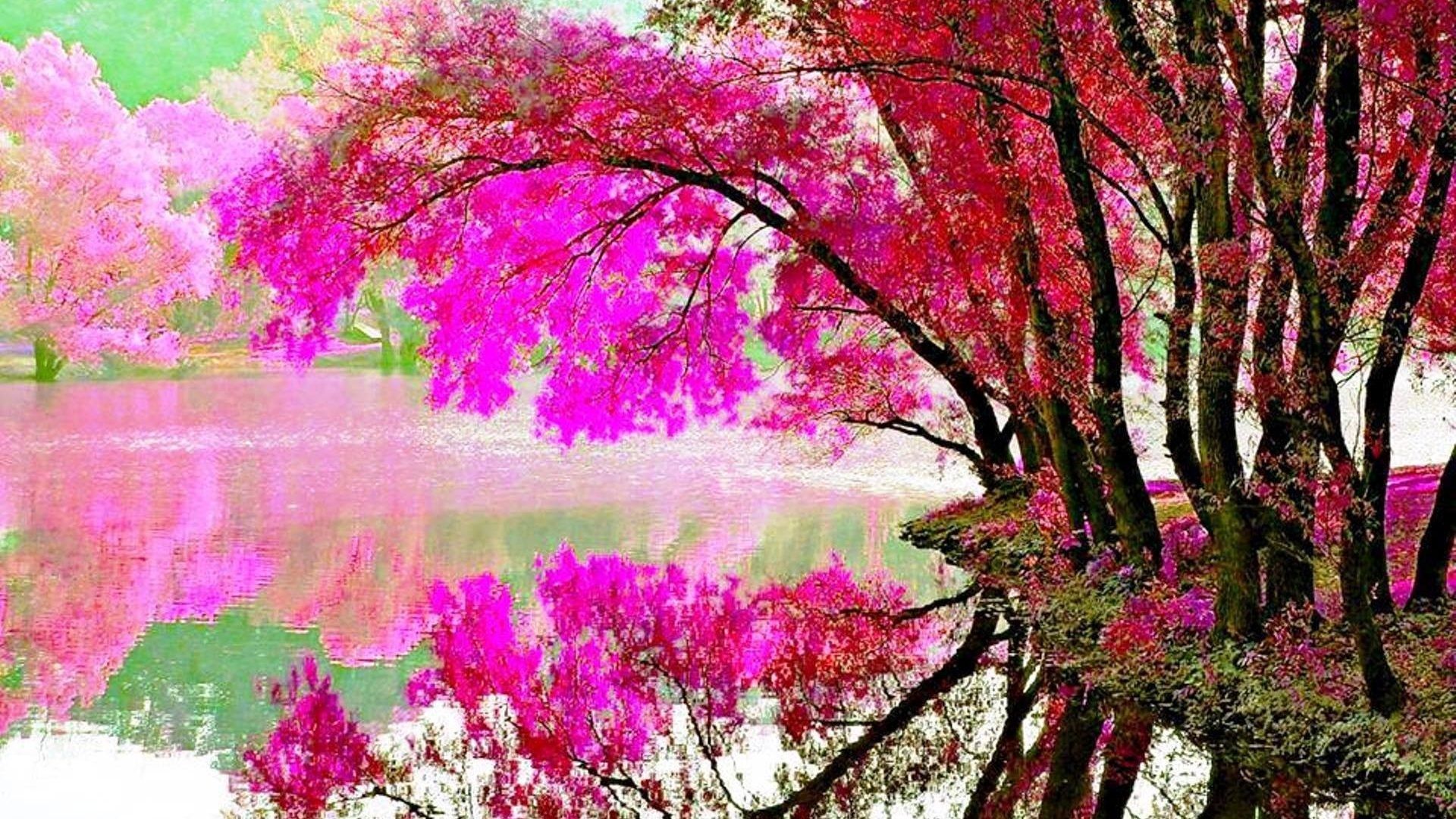 Alberi fioriti rosa sul lago, 1920x1080 Full HD 1080p, Laptop