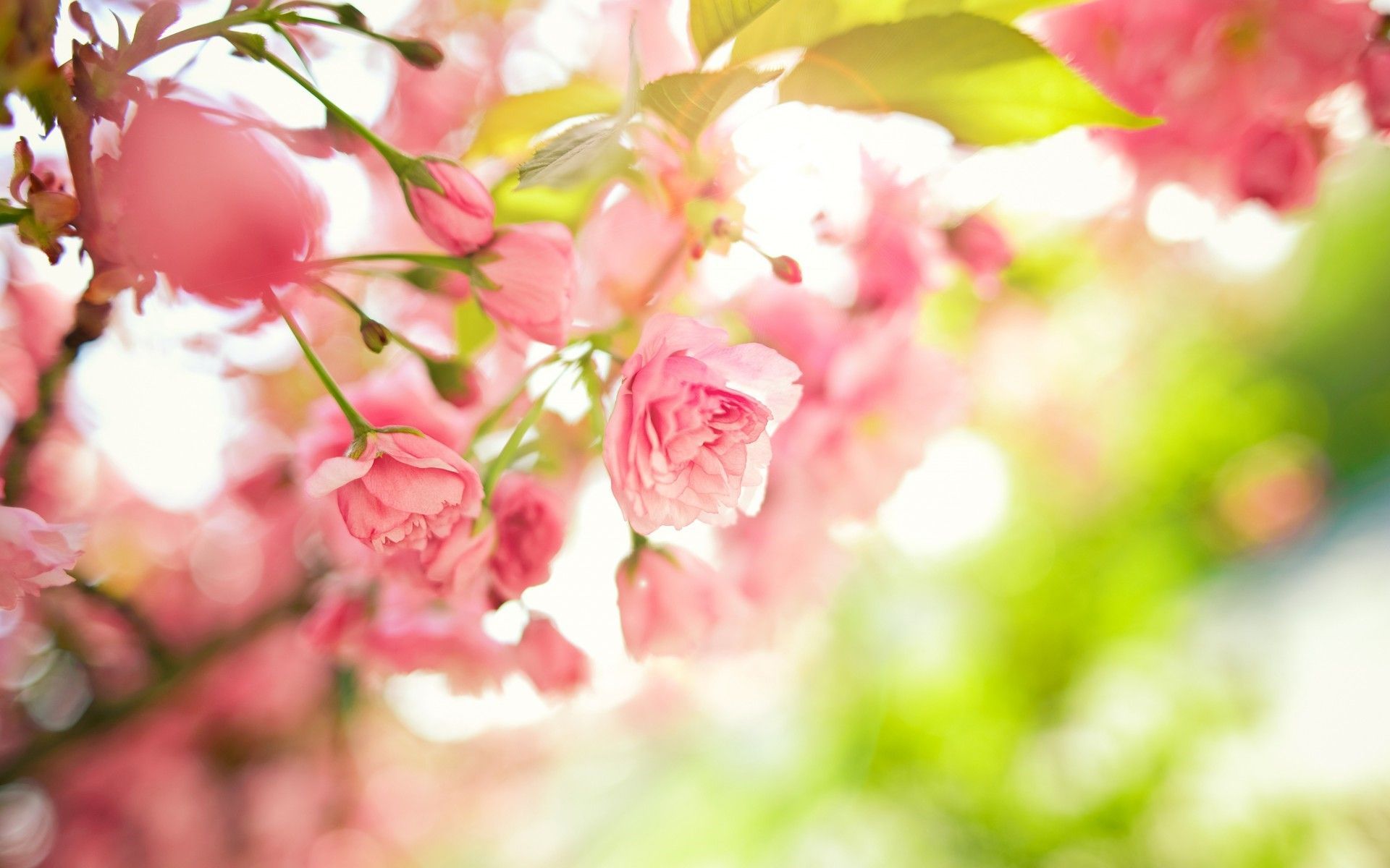 Fiori di ciliegio rosa, 1920x1200 Full HD+, Desktop