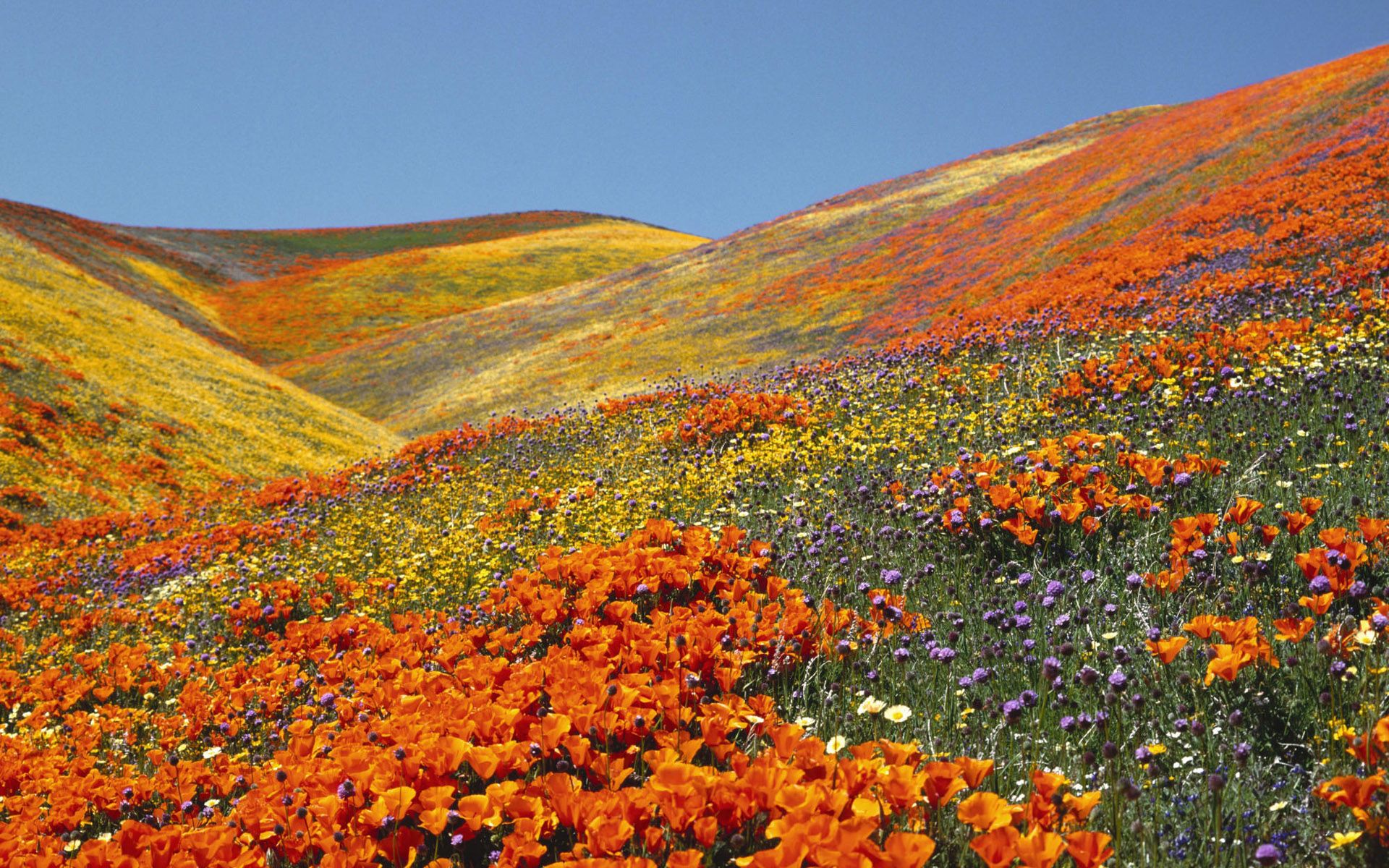 Colline fiorite papaveri arancioni, 1920x1200 Full HD+ WUXGA, Desktop