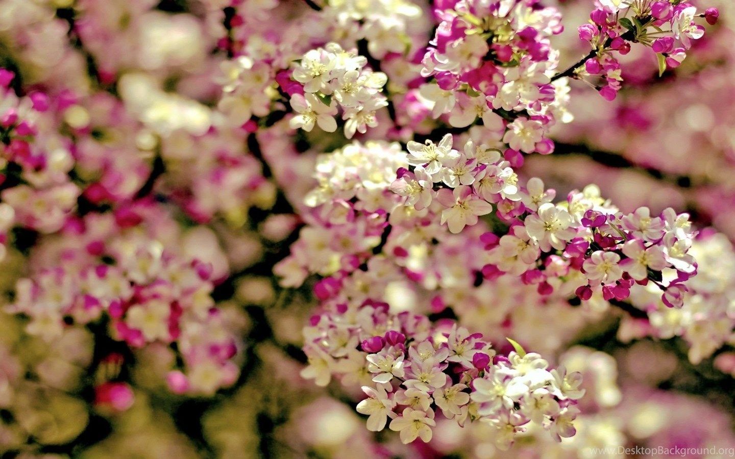 Fiori bianchi e rosa primaverili, 1440x900 720p, MacBook Air