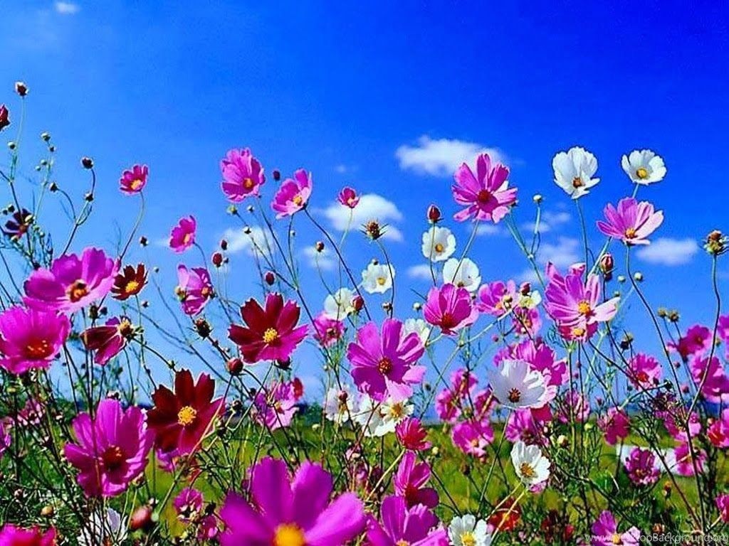 Fiori cosmos colorati campo, 1024x768 HD, Desktop