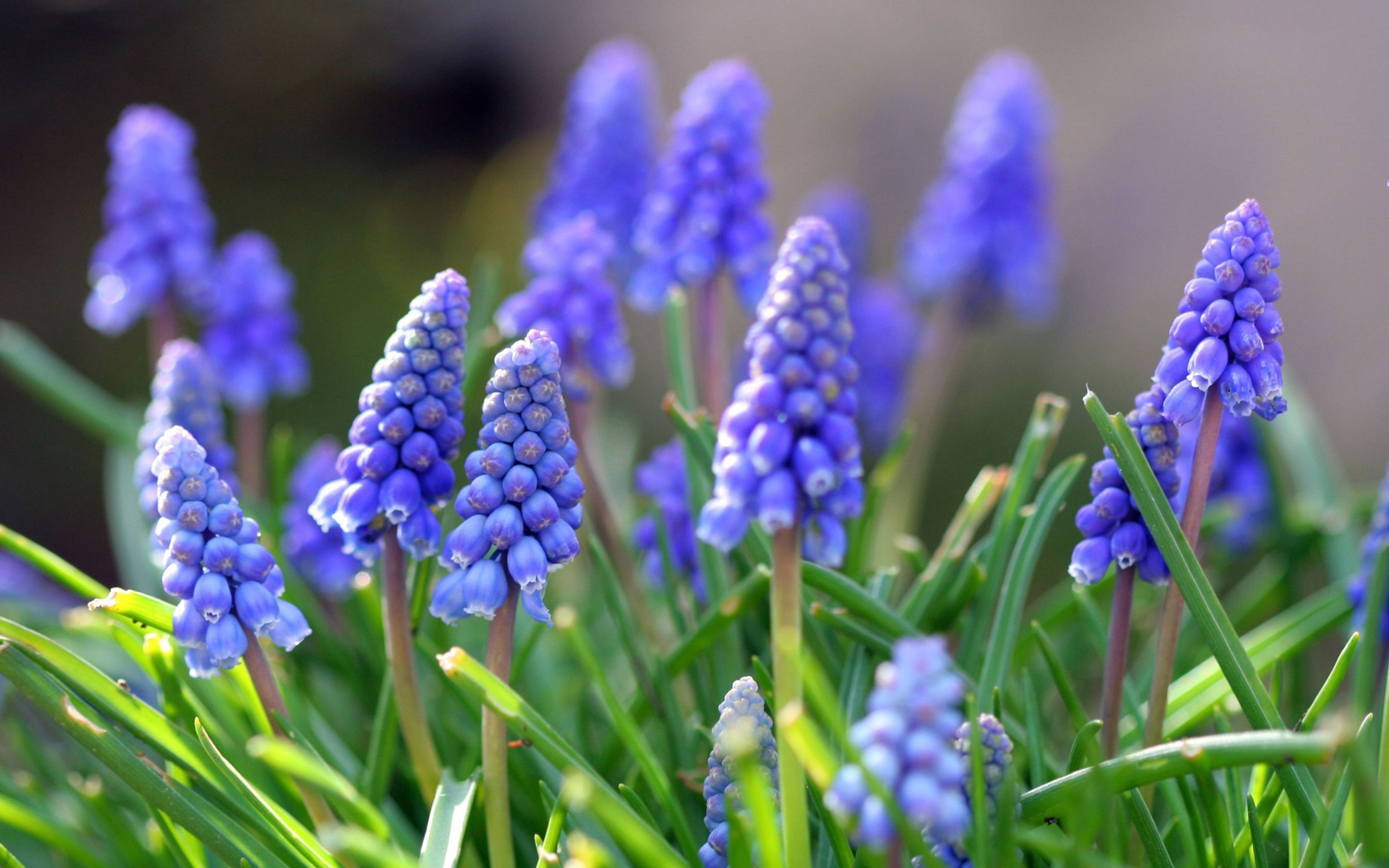 Muscari fiori blu primavera, 3840x2400 4K, Desktop 4K