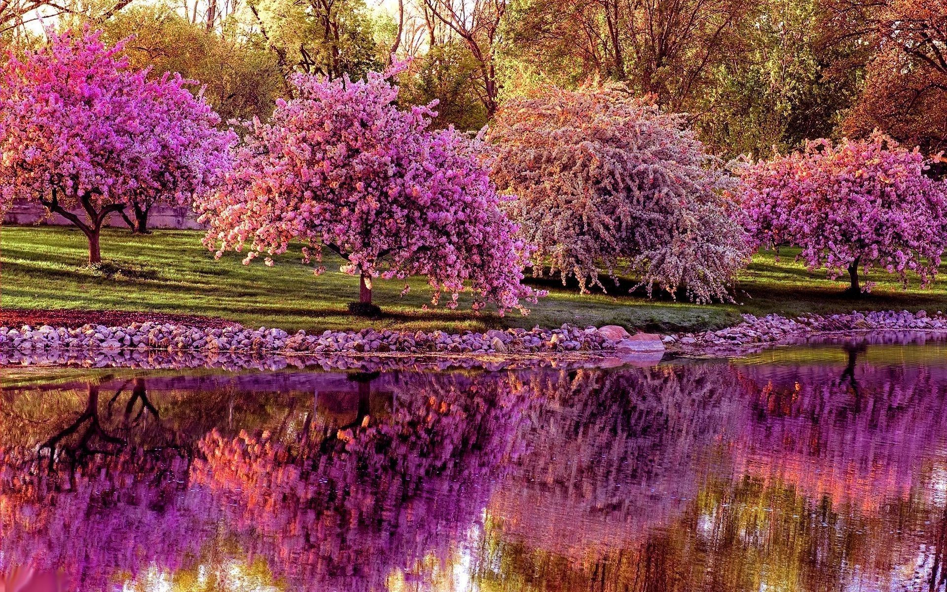 Alberi fioriti rosa vicino lago, 1920x1200 Full HD+ WUXGA, Desktop